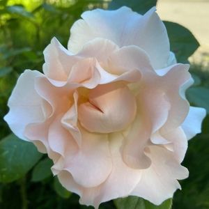 Meet your Posher, Mally